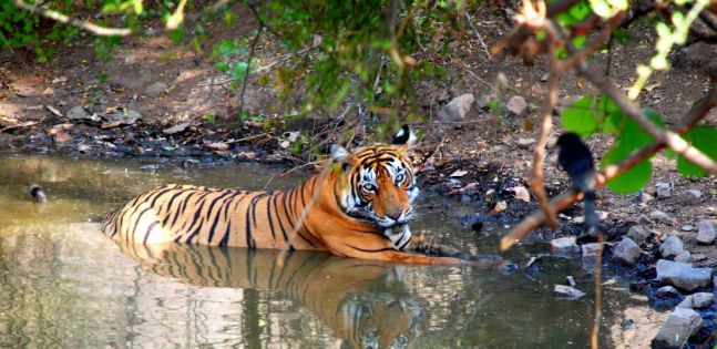 Индия - Златният триъгълник и сафари в джунглата - 2027