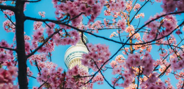 Япония и Южна Корея по време на цъфтежа на вишните